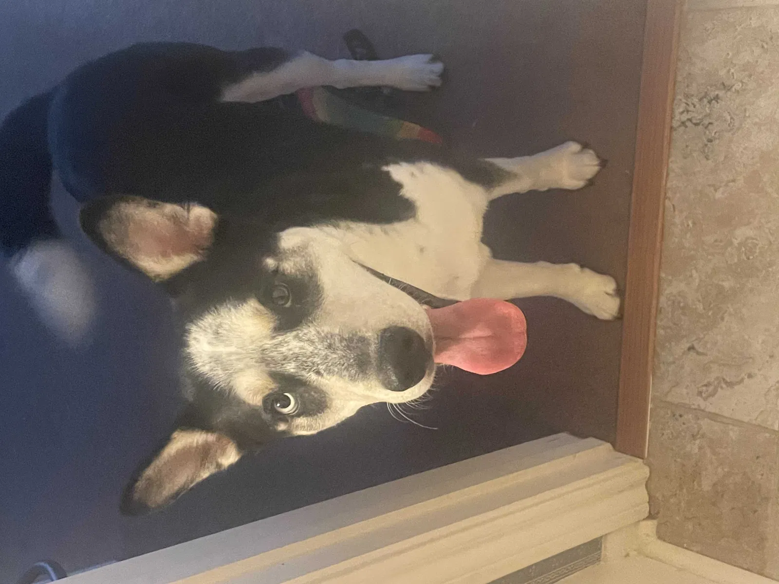 Lost dog in Pasadena, TX, 77502