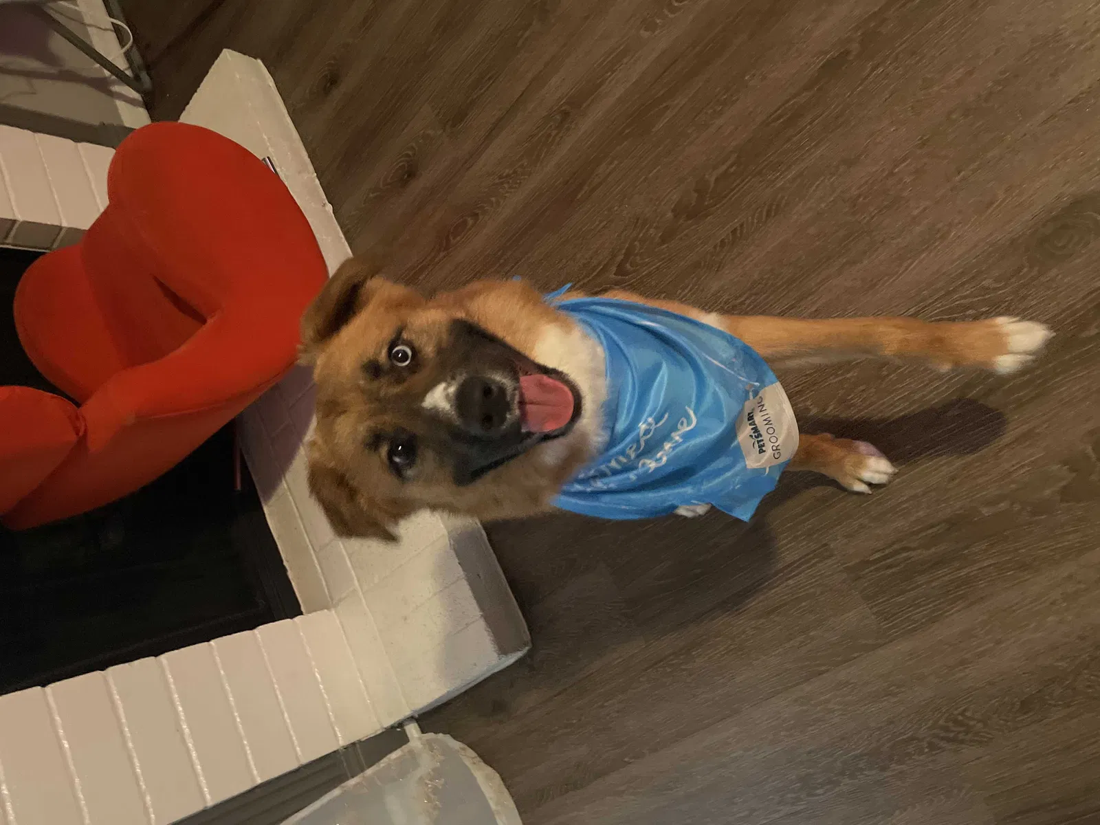 Lost dog in Pasadena, TX, 77502