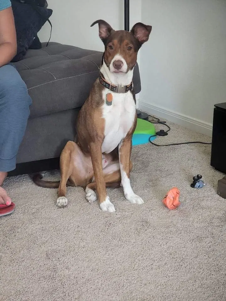 Lost dog in Von Ormy, TX, 78073