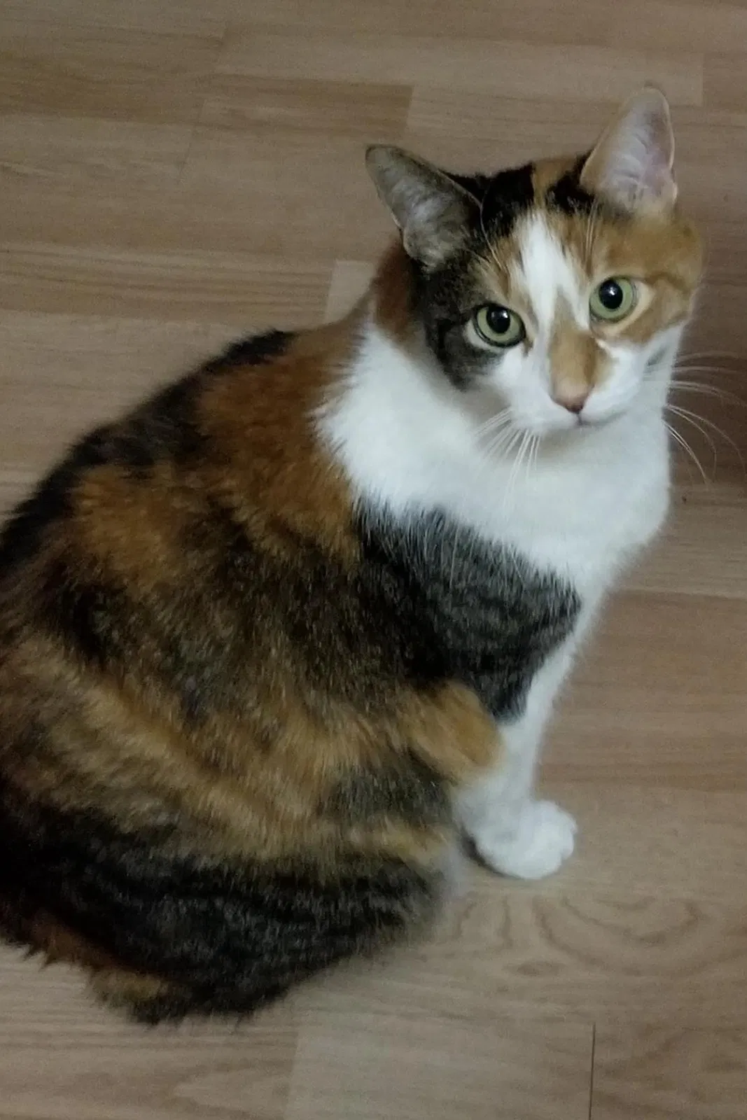 Lost cat in Chicago, IL, 60638