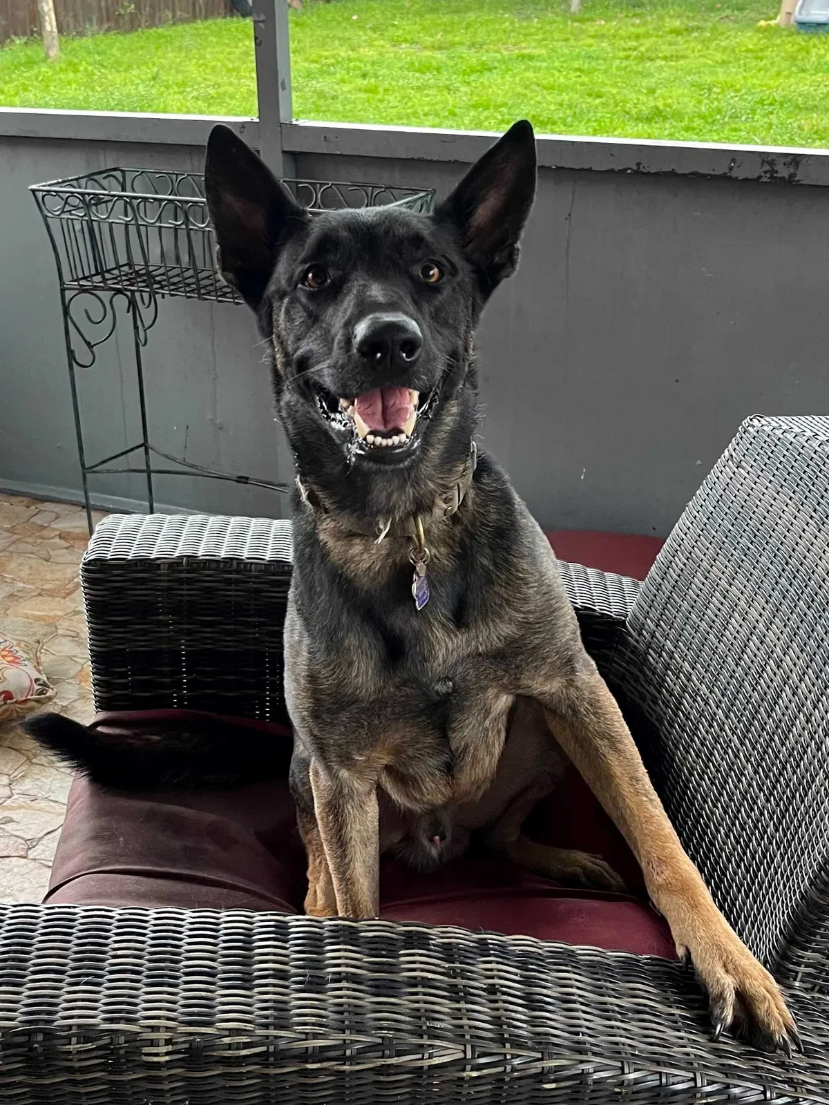 Lost dog in Hialeah, FL, 33012