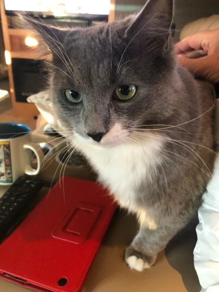 Lost cat in El Cajon, CA, 92019