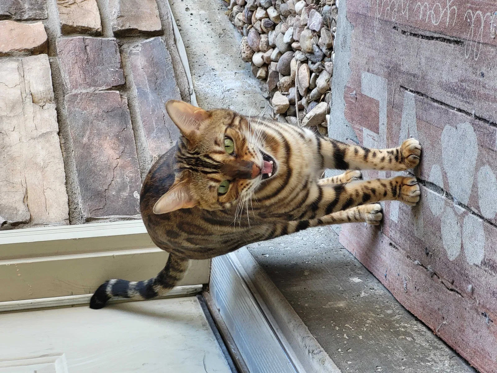 Lost cat in Midvale, UT, 84047