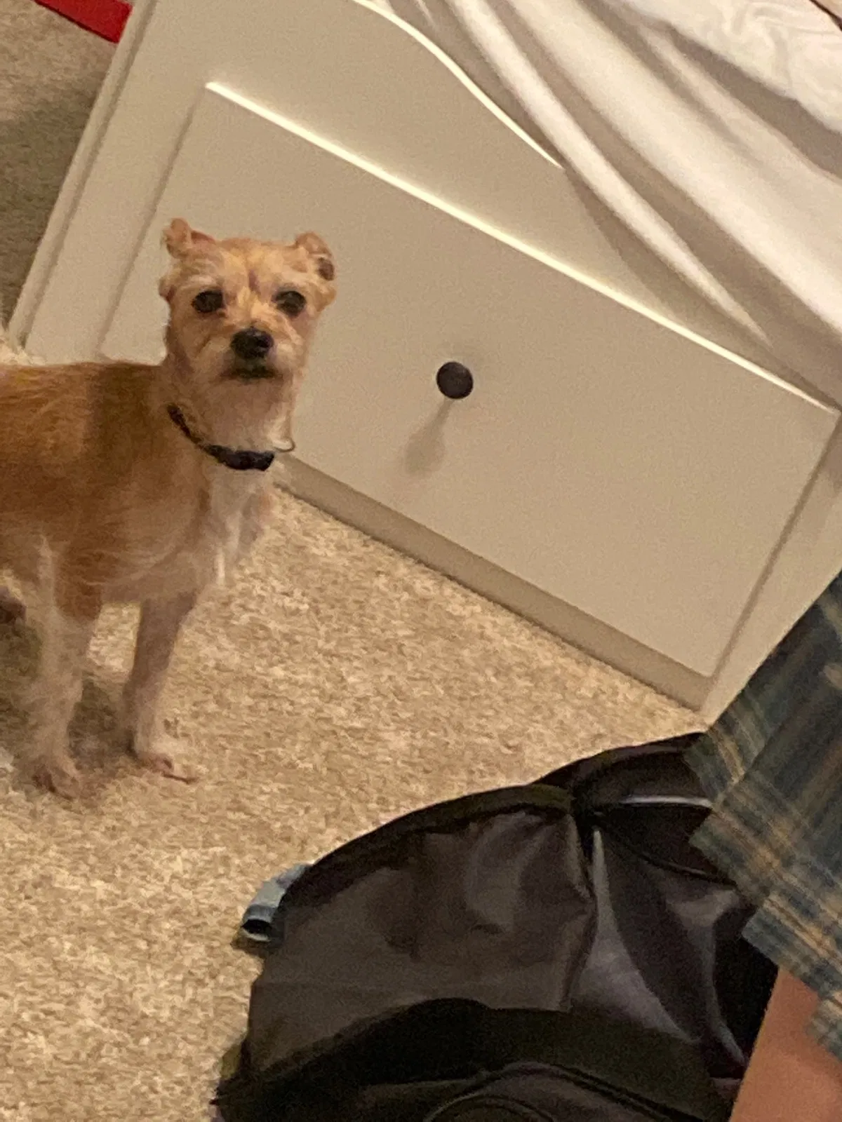 Lost dog in Pasadena, TX, 77505
