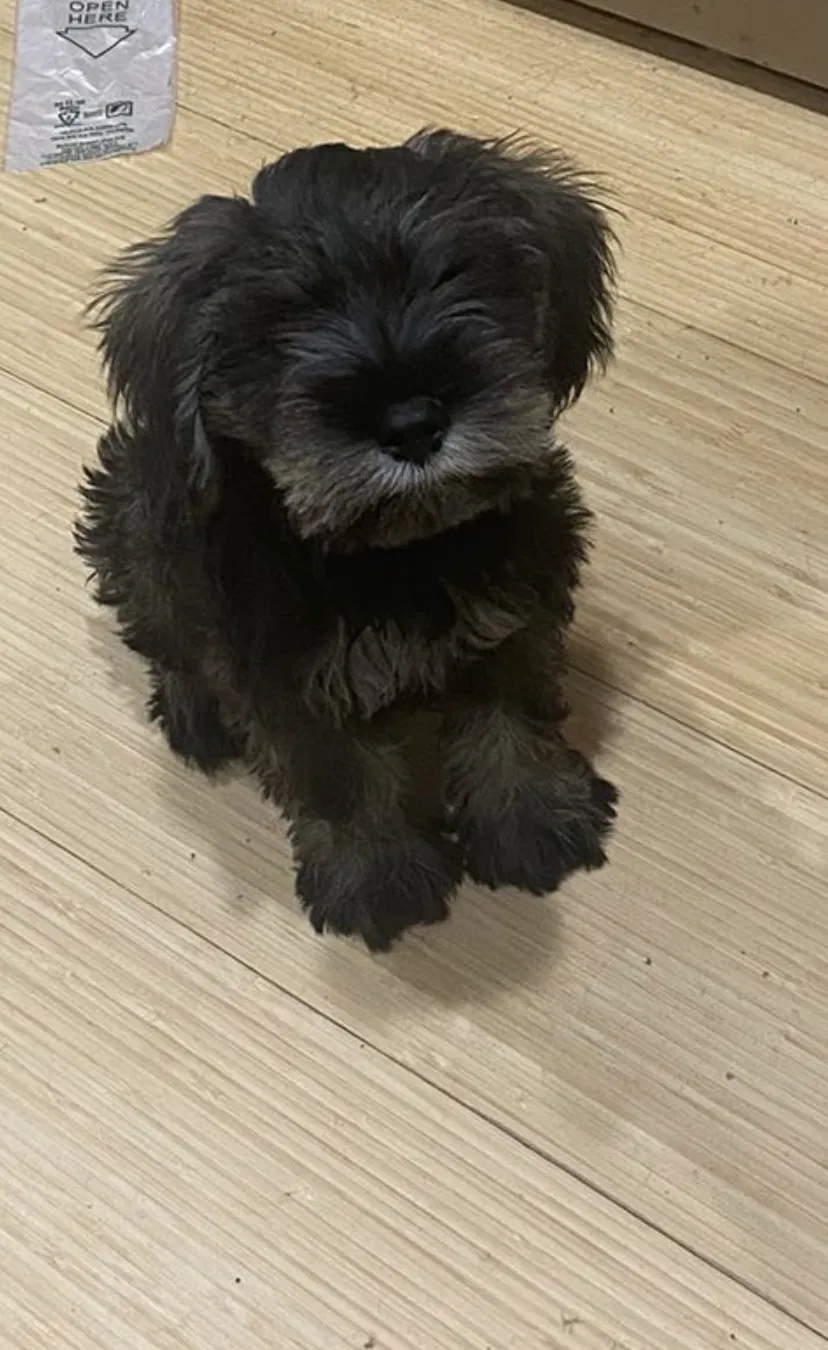 Lost dog in Tucson, AZ, 85706