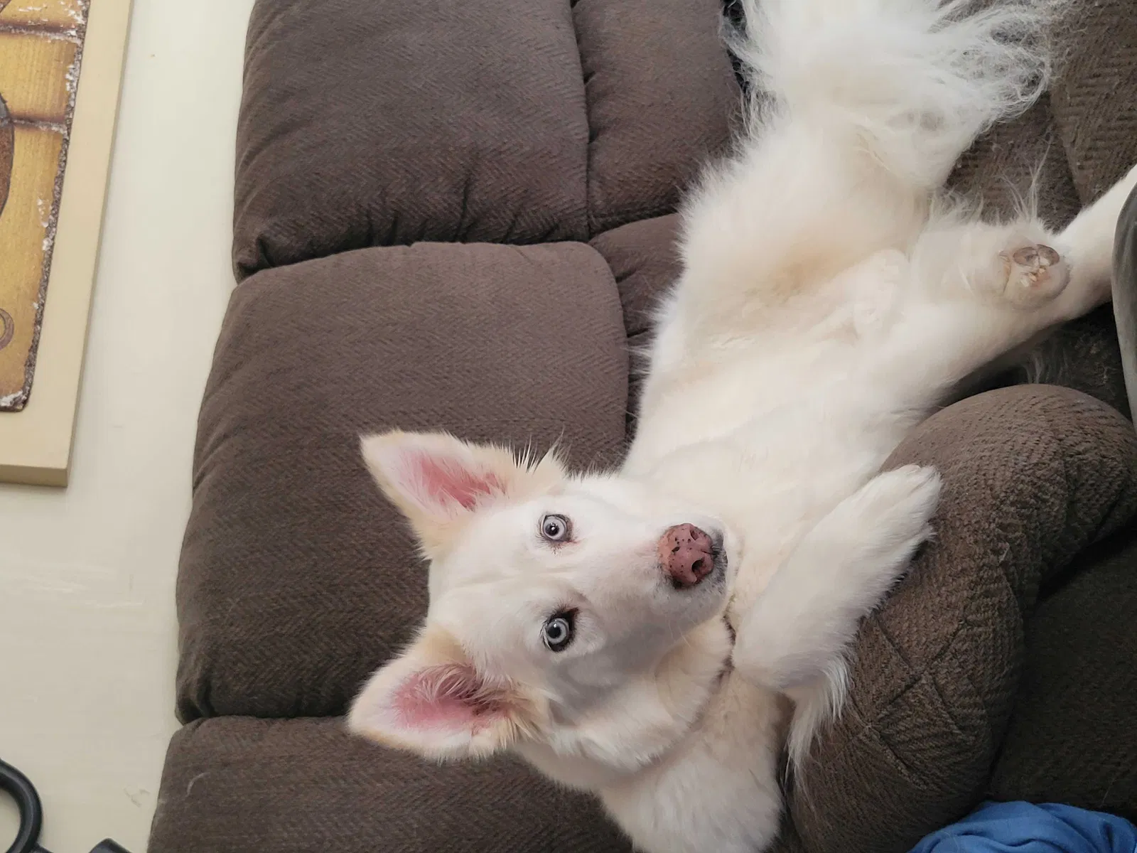 Lost dog in Canton, MI, 48187