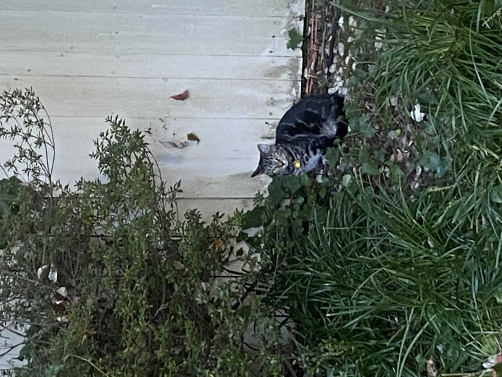 Lost cat in Knoxville, TN, 37923