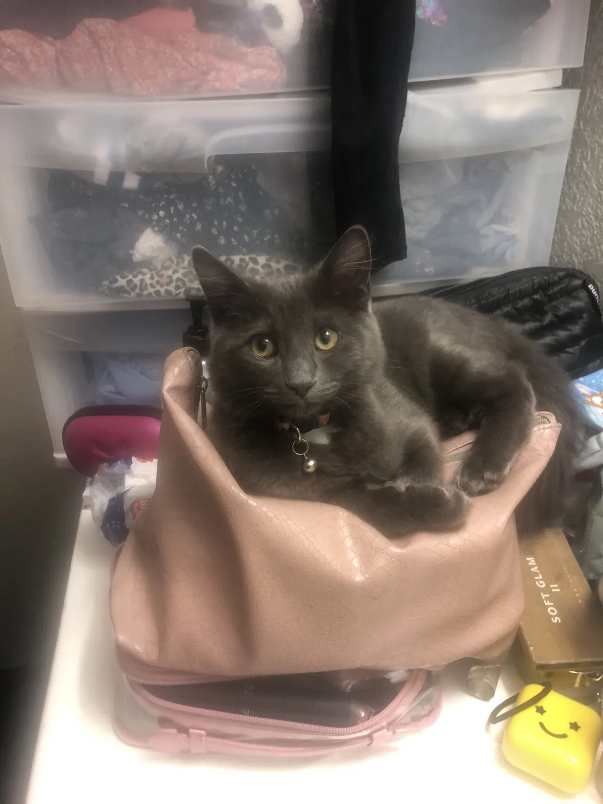 Lost cat in Buena Park, CA, 90621