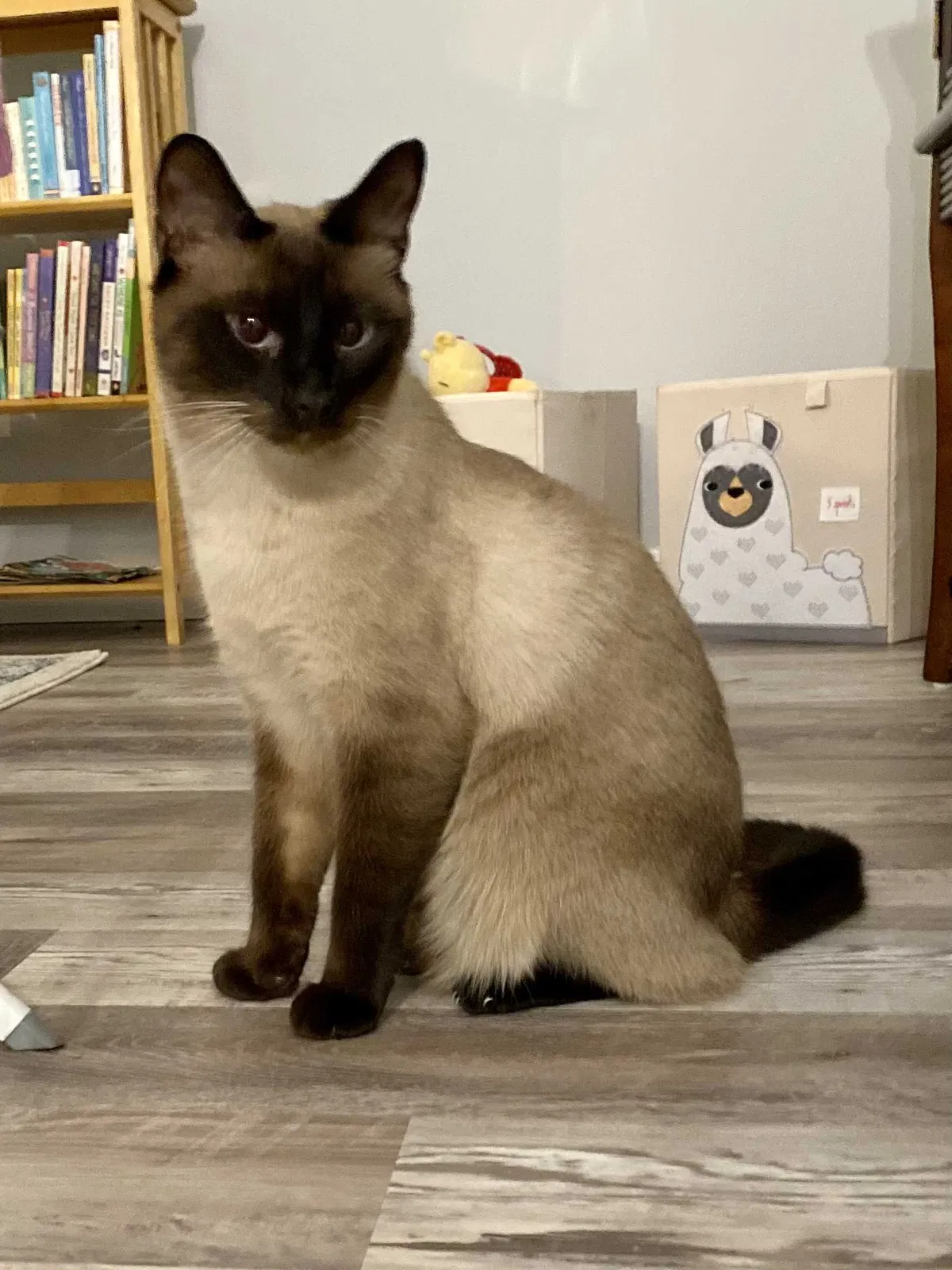 Lost cat in Winter Springs, FL, 32708