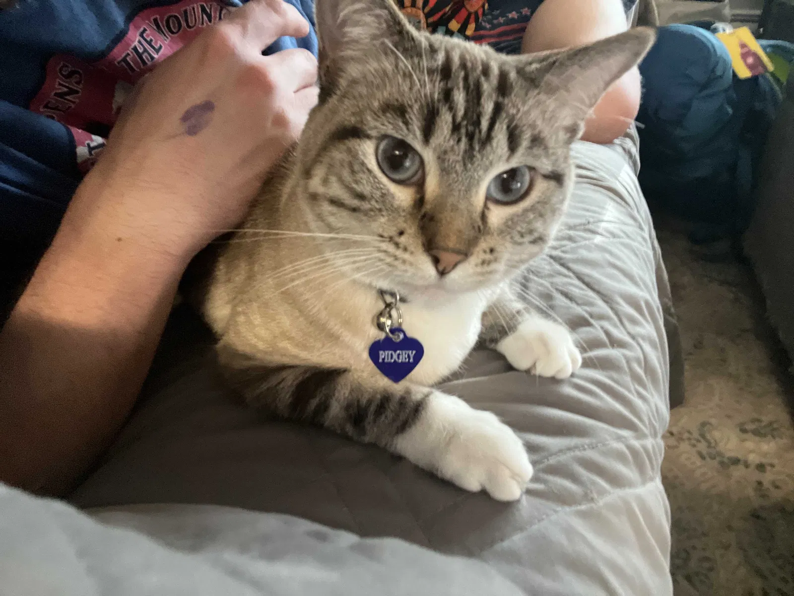 Lost cat in Littleton, CO, 80120