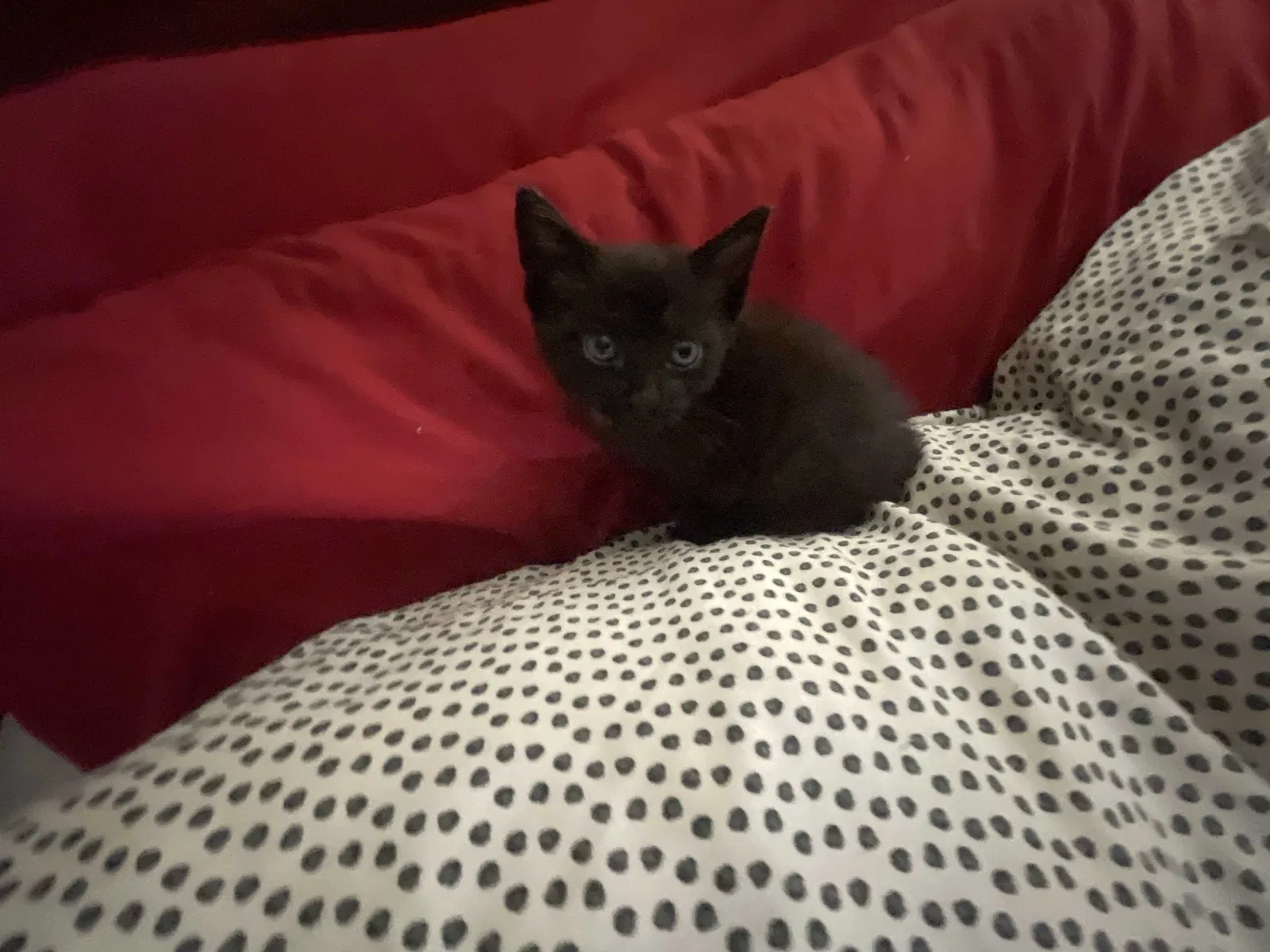 Lost cat in Los Angeles, CA, 90028