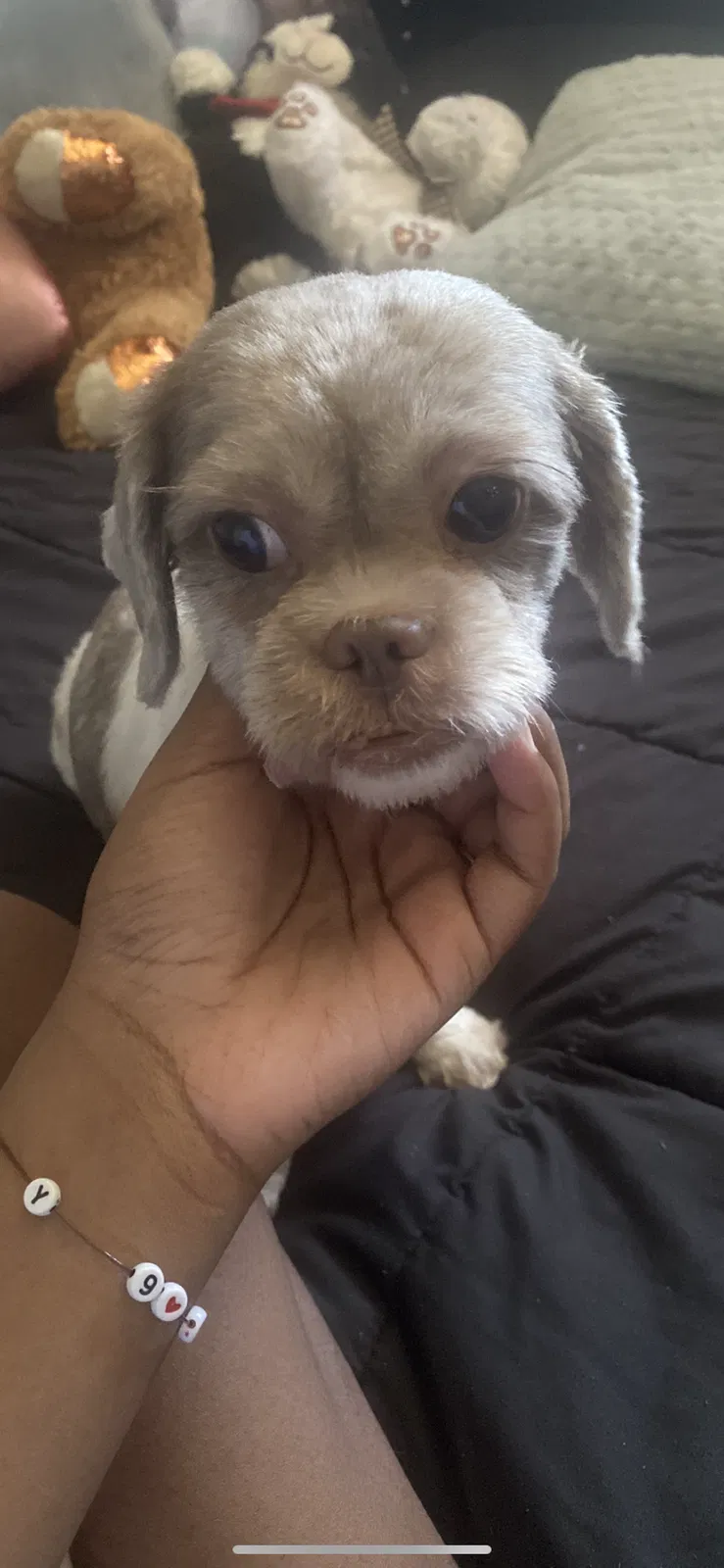 Lost dog in Chicago, IL, 60643