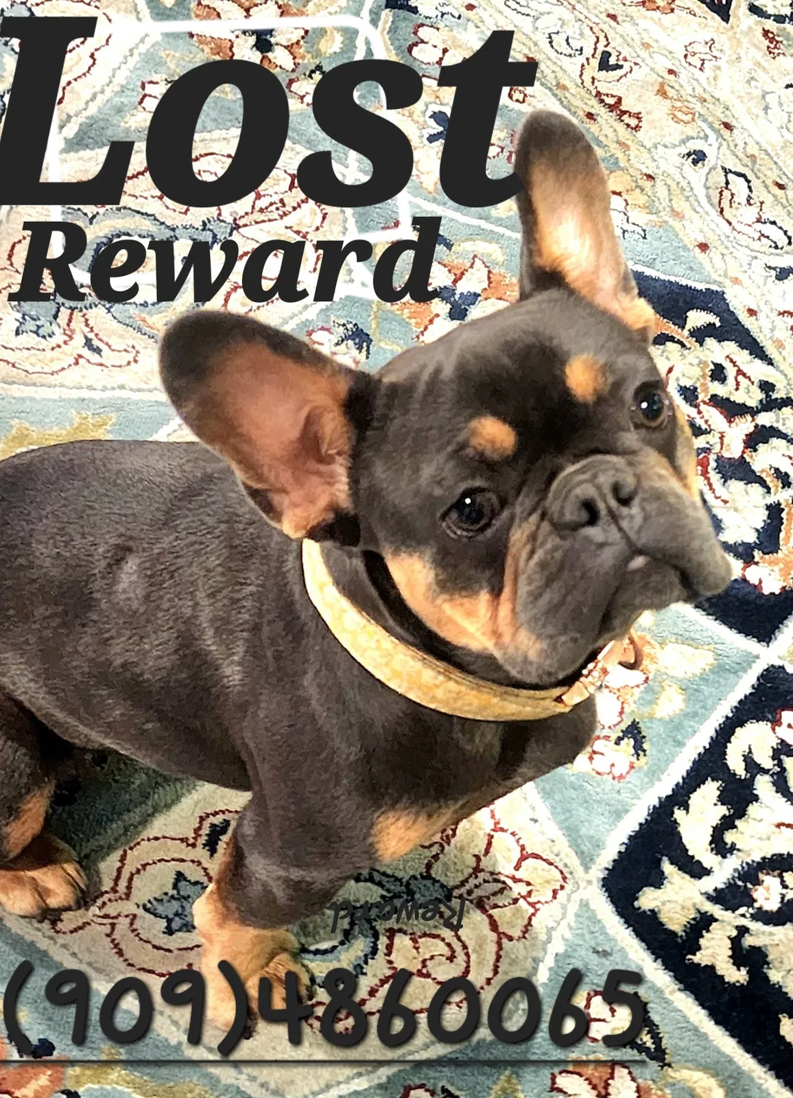 Lost dog in Sun City, CA, 92585