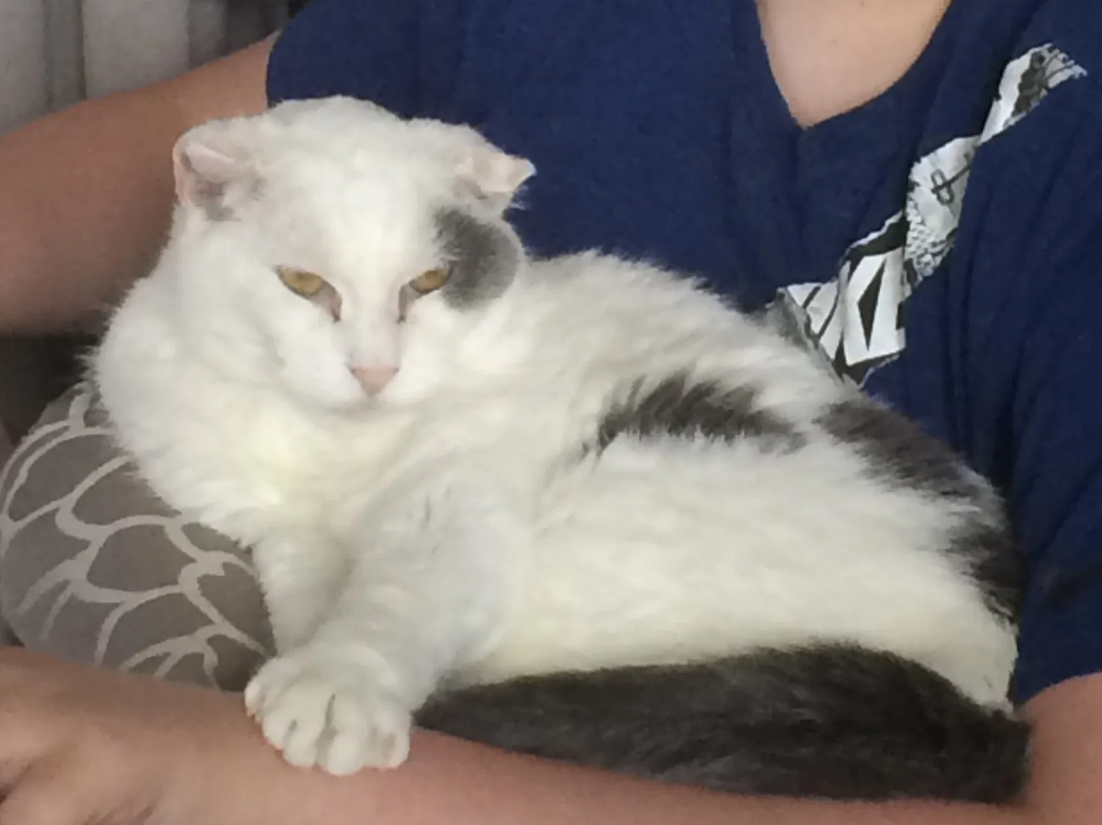 Lost cat in Cedar Rapids, IA, 52404
