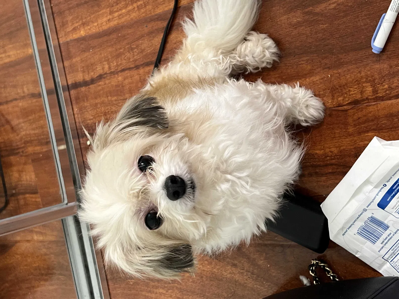 Lost dog in La Jolla, CA, 92093
