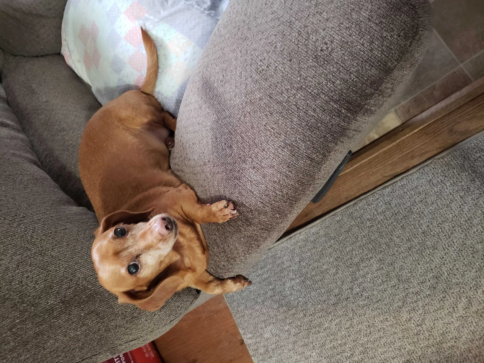 Lost dog in Cincinnati, OH, 45251