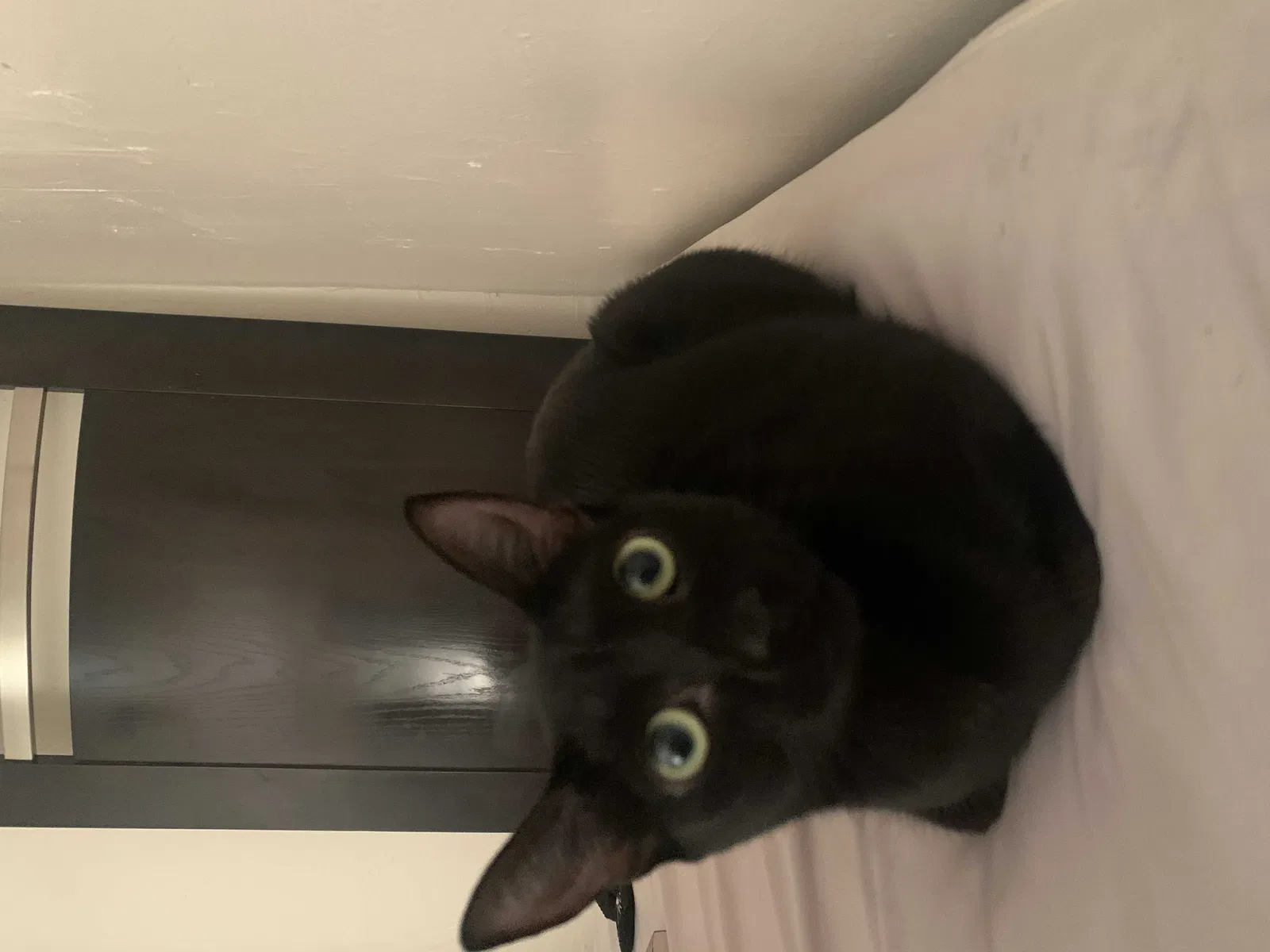 Lost cat in Houston, TX, 77026