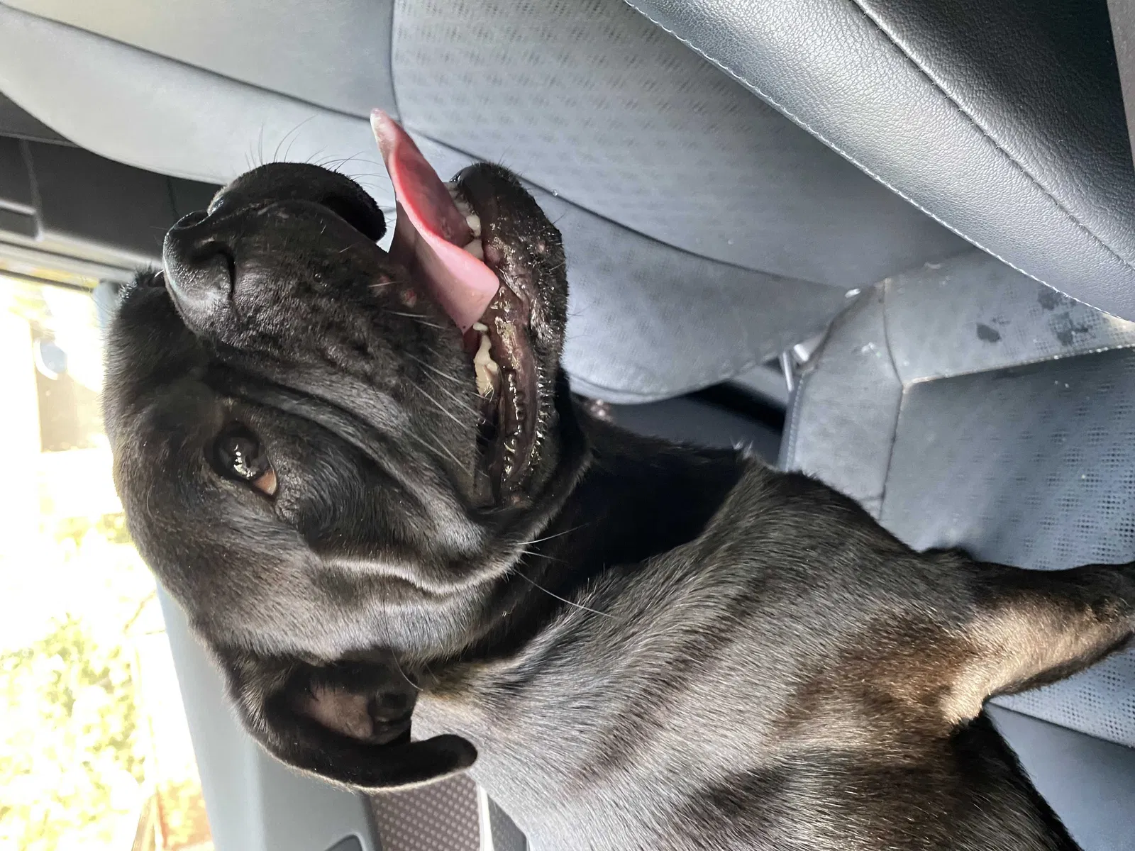 Lost dog in Duncanville, TX, 75116