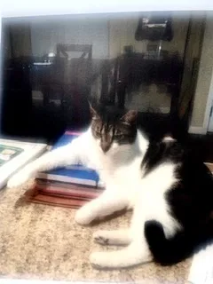 Lost cat in Rialto, CA, 92377