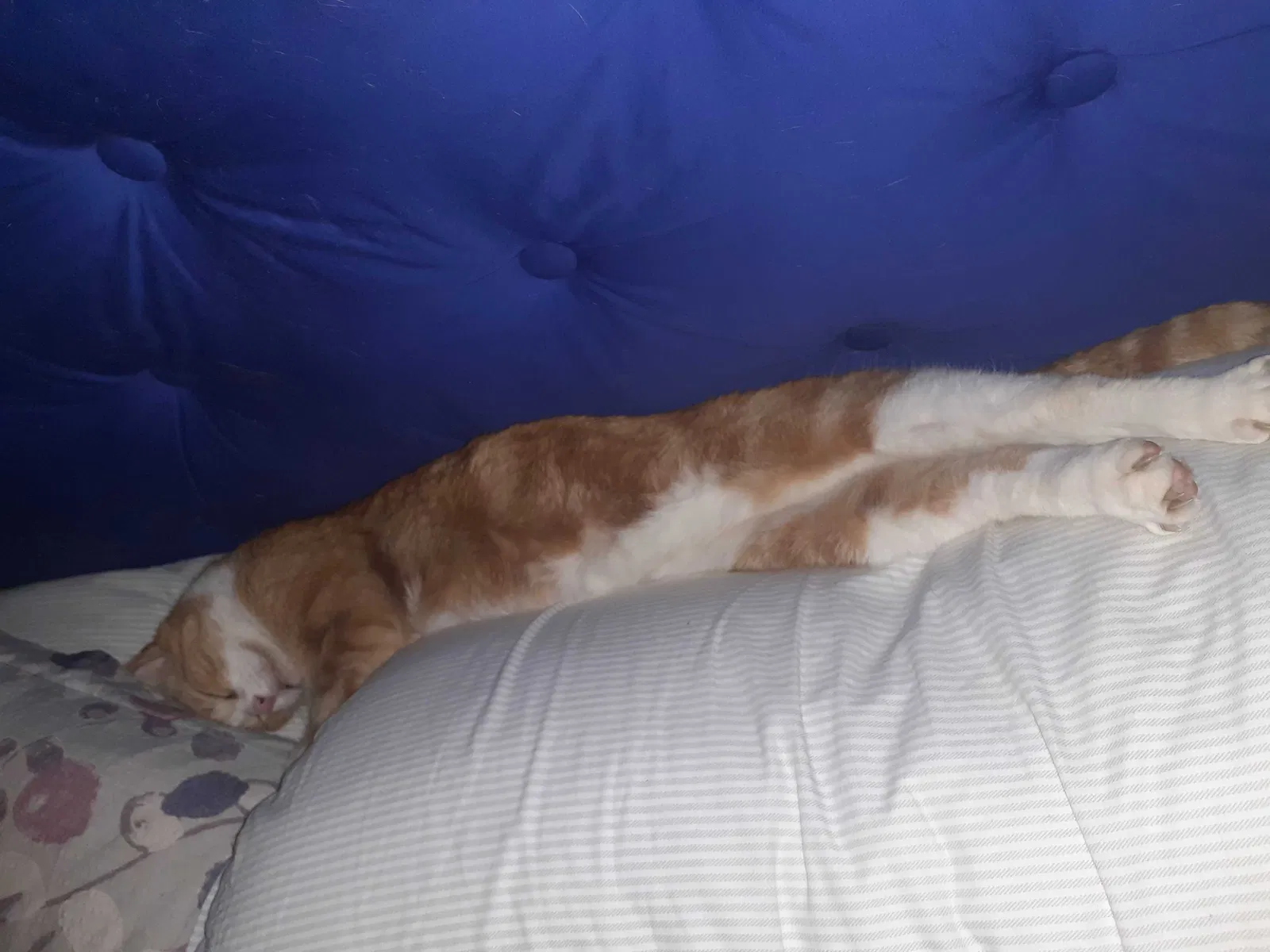 Lost cat in Berwick, PA, 18603