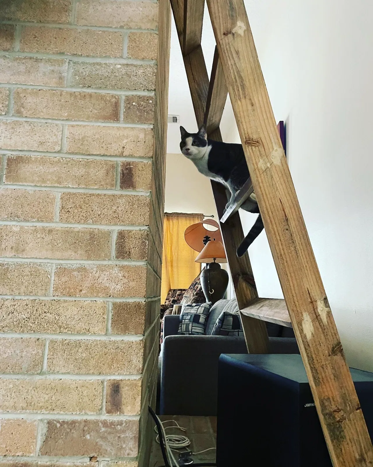 Lost cat in Missouri City, TX, 77459