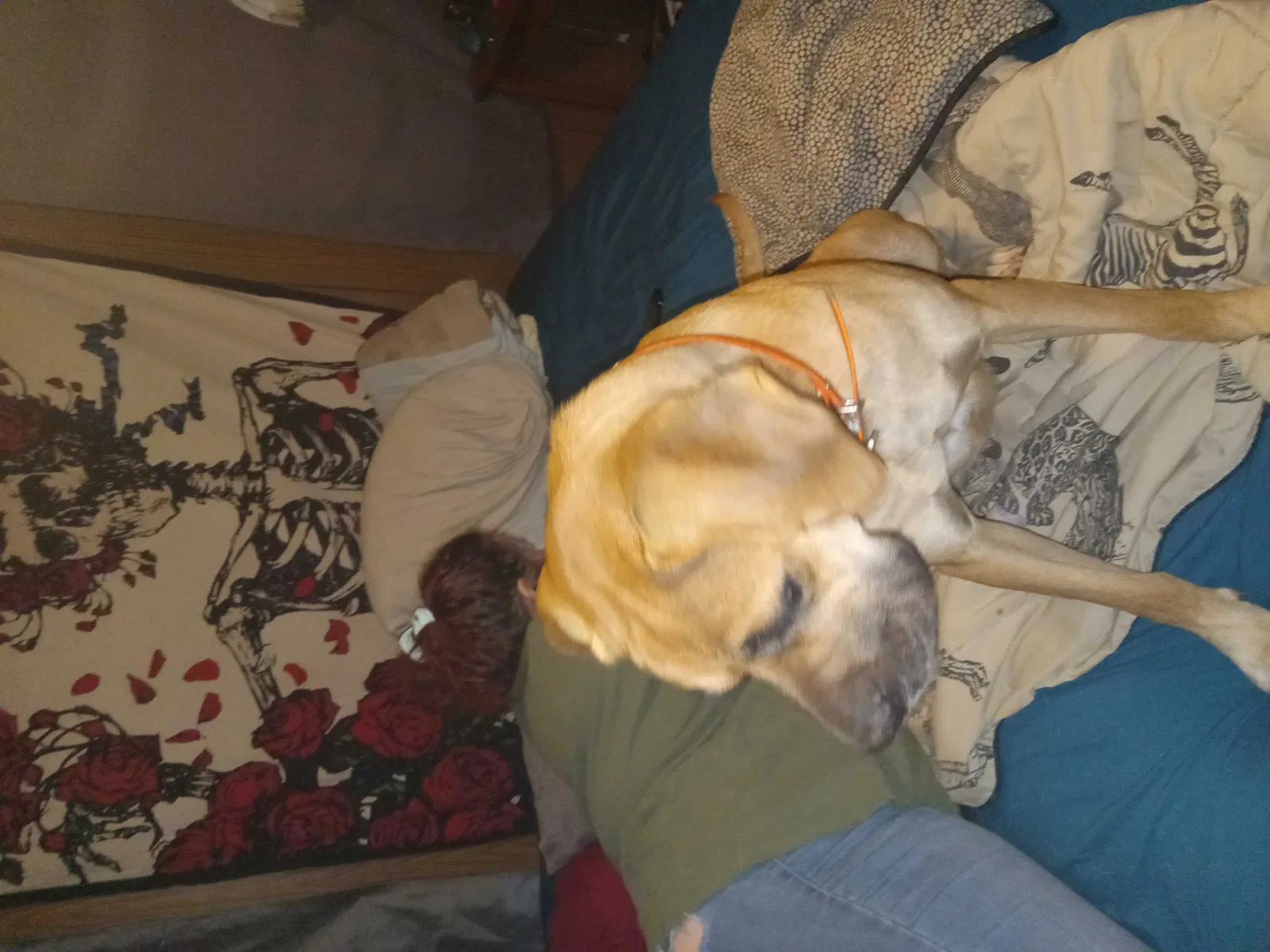 Found dog in Wellford, SC, 29385
