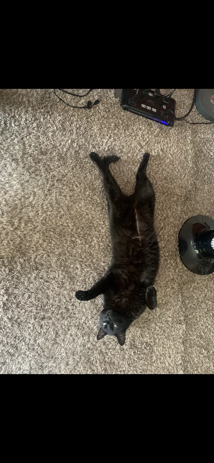 Lost cat in Puyallup, WA, 98371