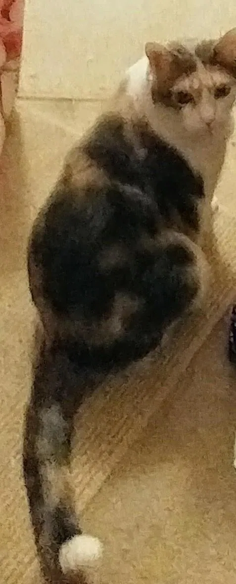 Lost cat in Waynesboro, VA, 22980