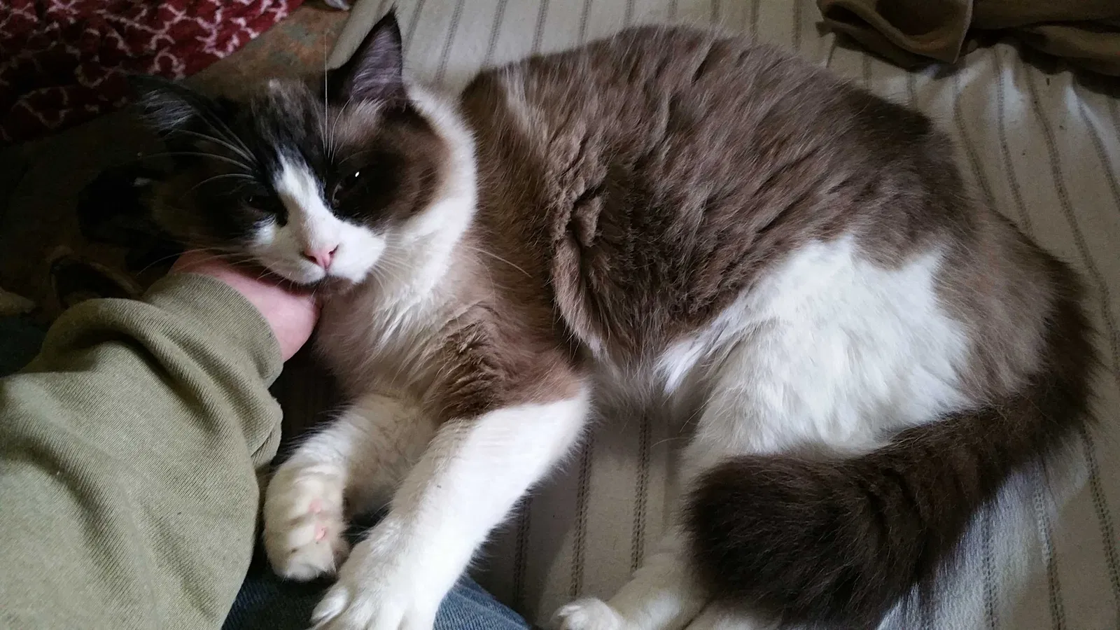Lost cat in Tacoma, WA, 98445