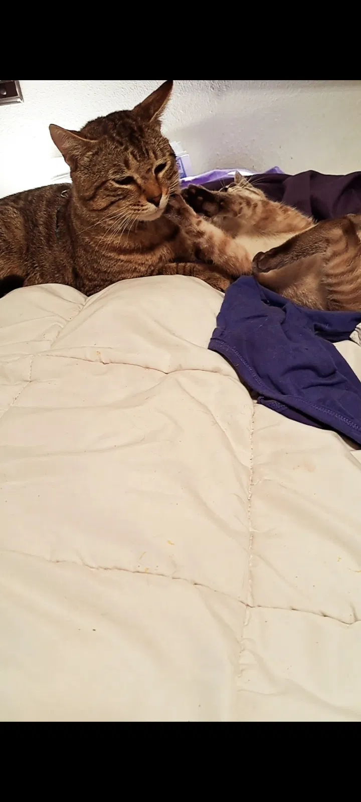Lost cat in Portland, OR, 97206