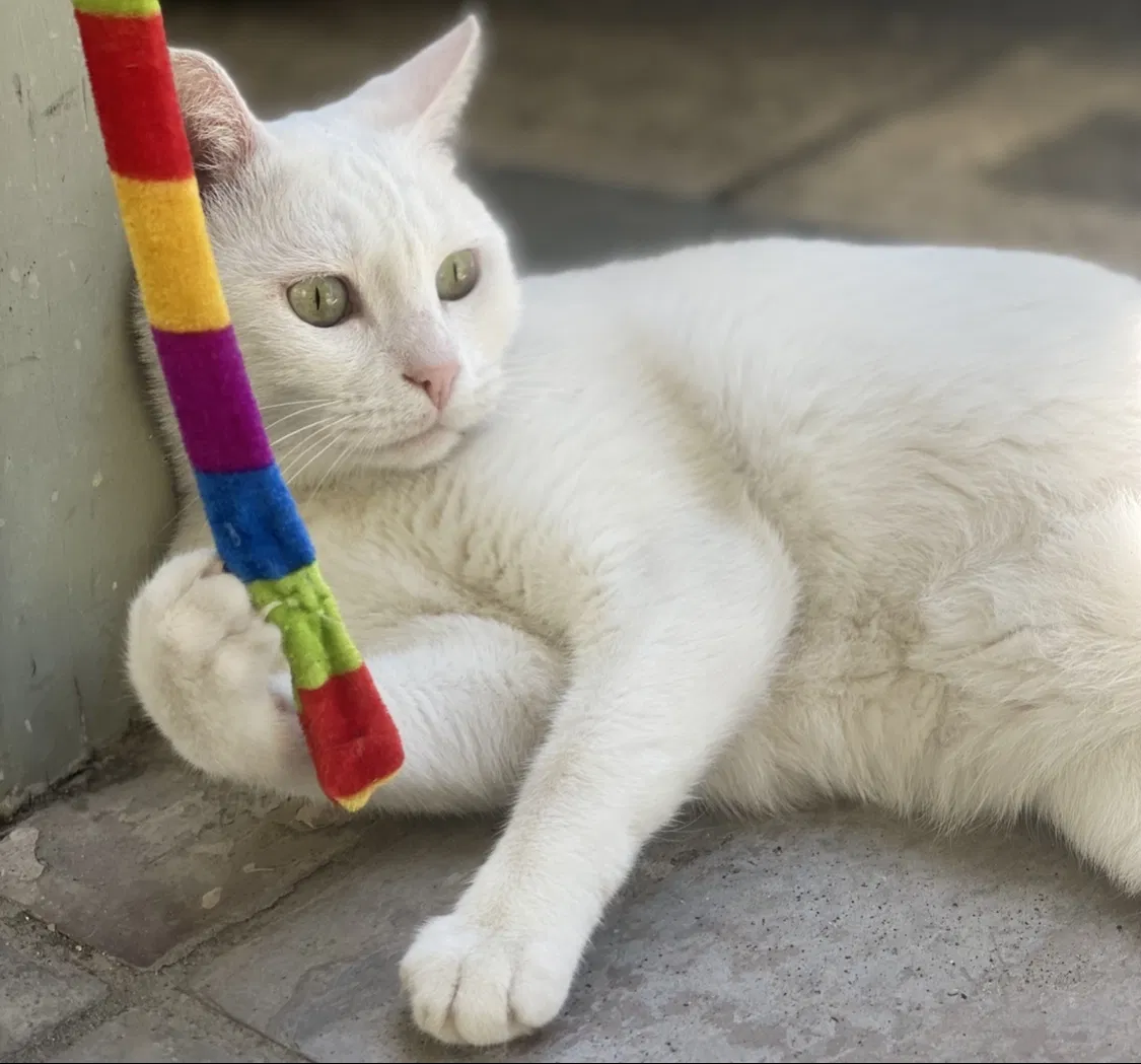 Lost cat in Houston, TX, 77063
