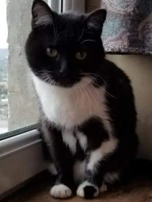 Lost cat in Schaumburg, IL, 60193