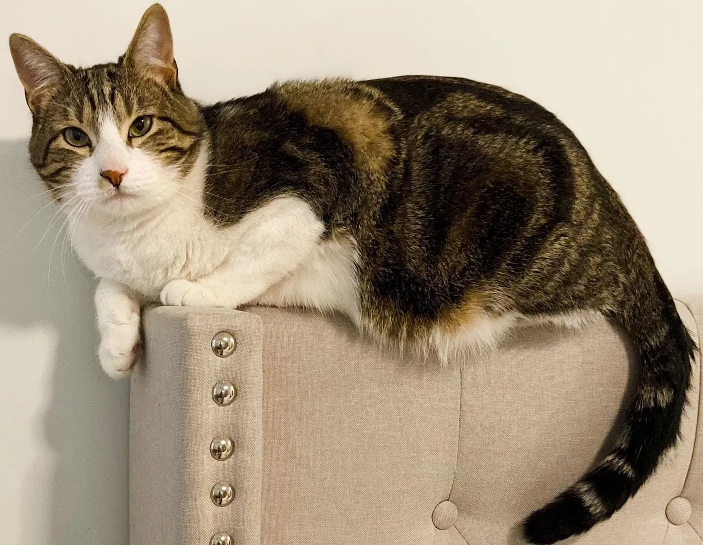 Lost cat in Midvale, UT, 84047