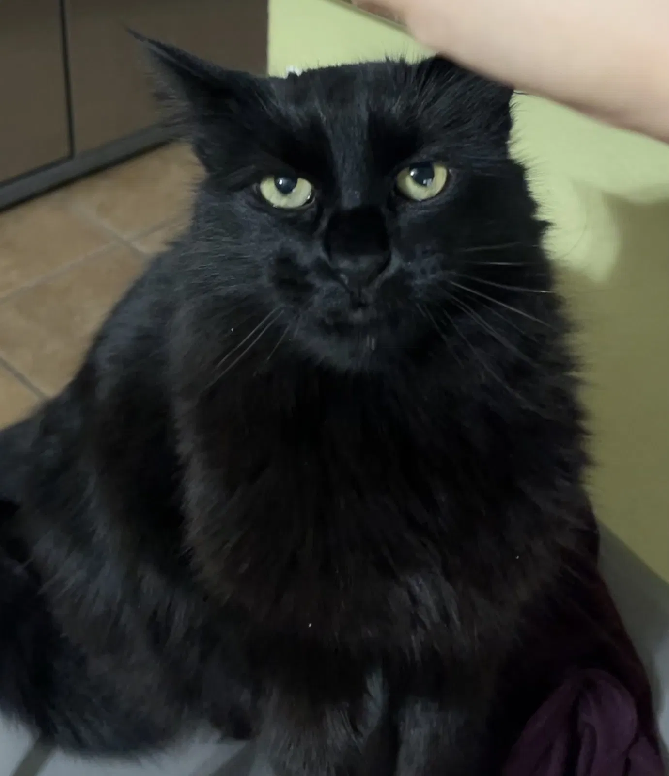 Lost cat in Cedar Park, TX, 78613