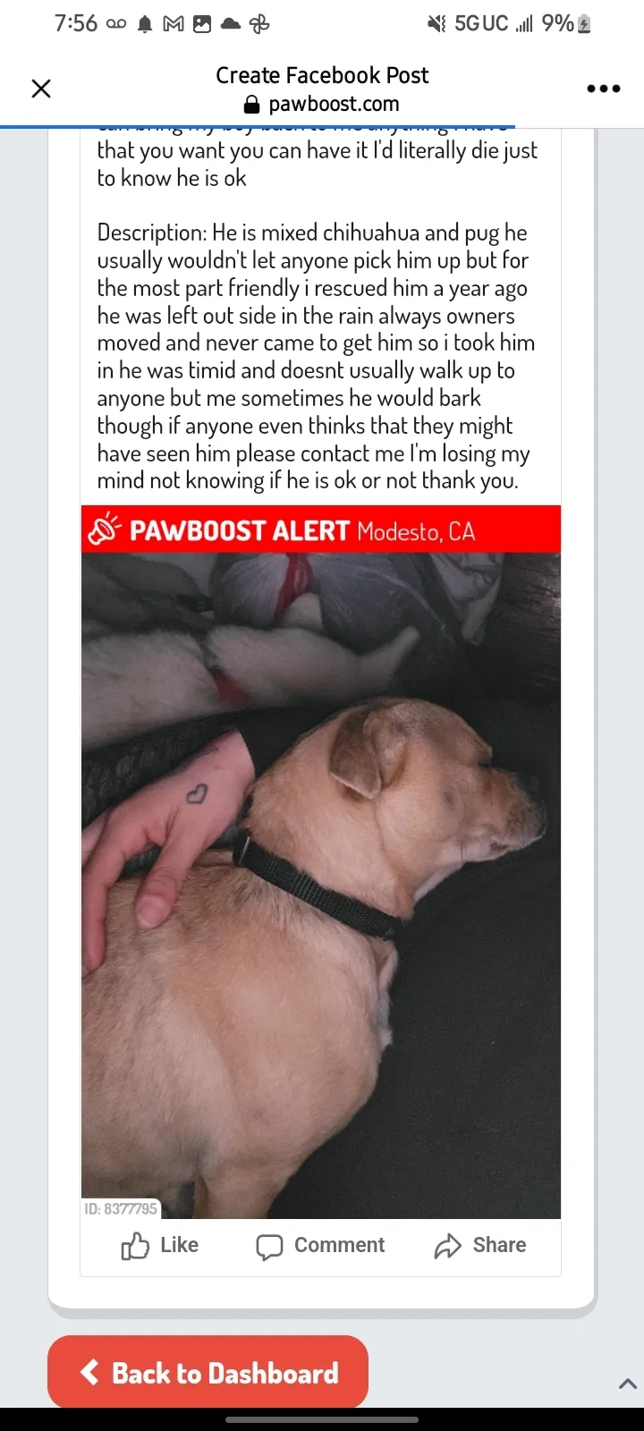 Lost dog in Modesto, CA, 95358