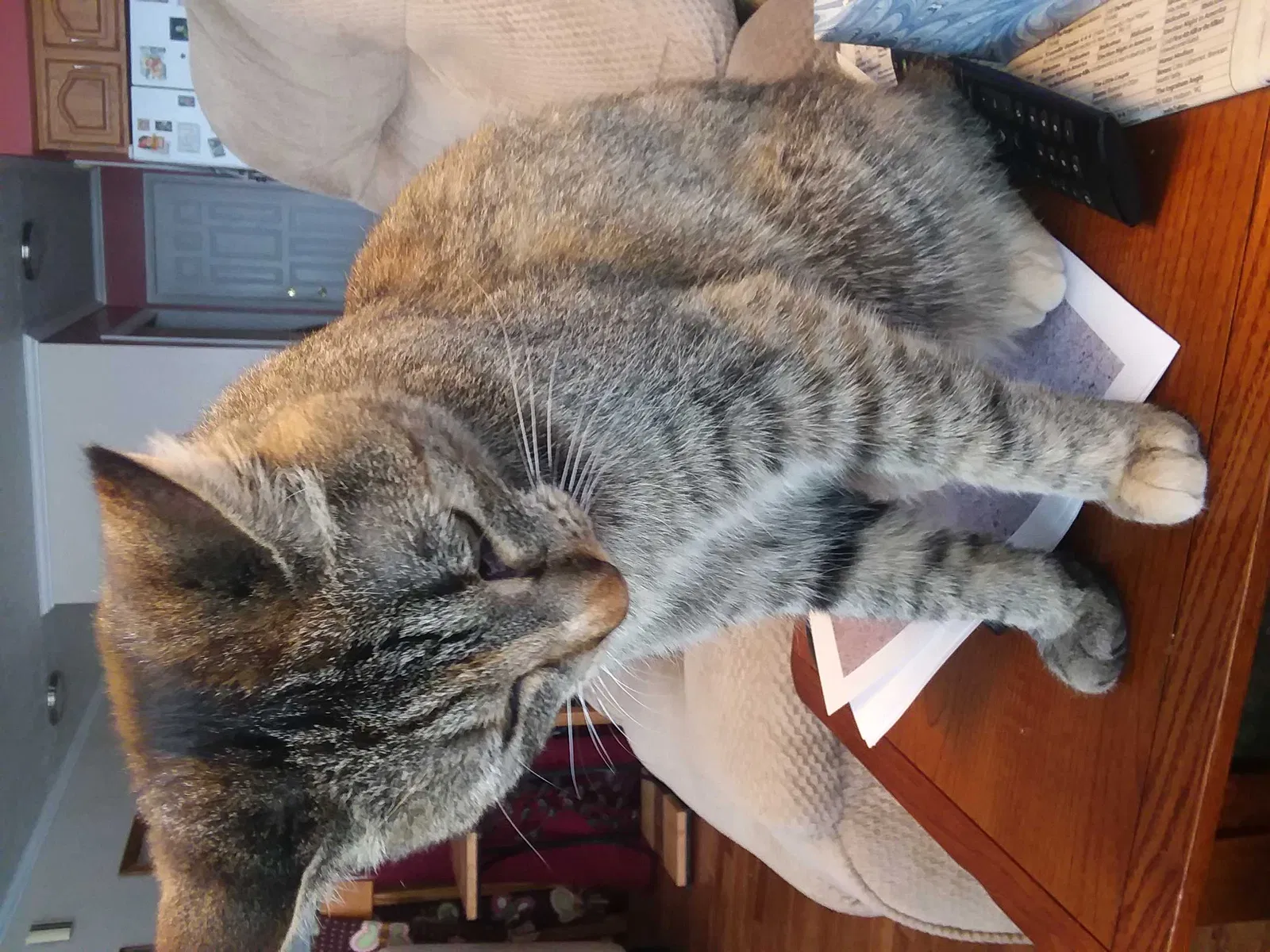 Lost cat in Great Falls, MT, 59404