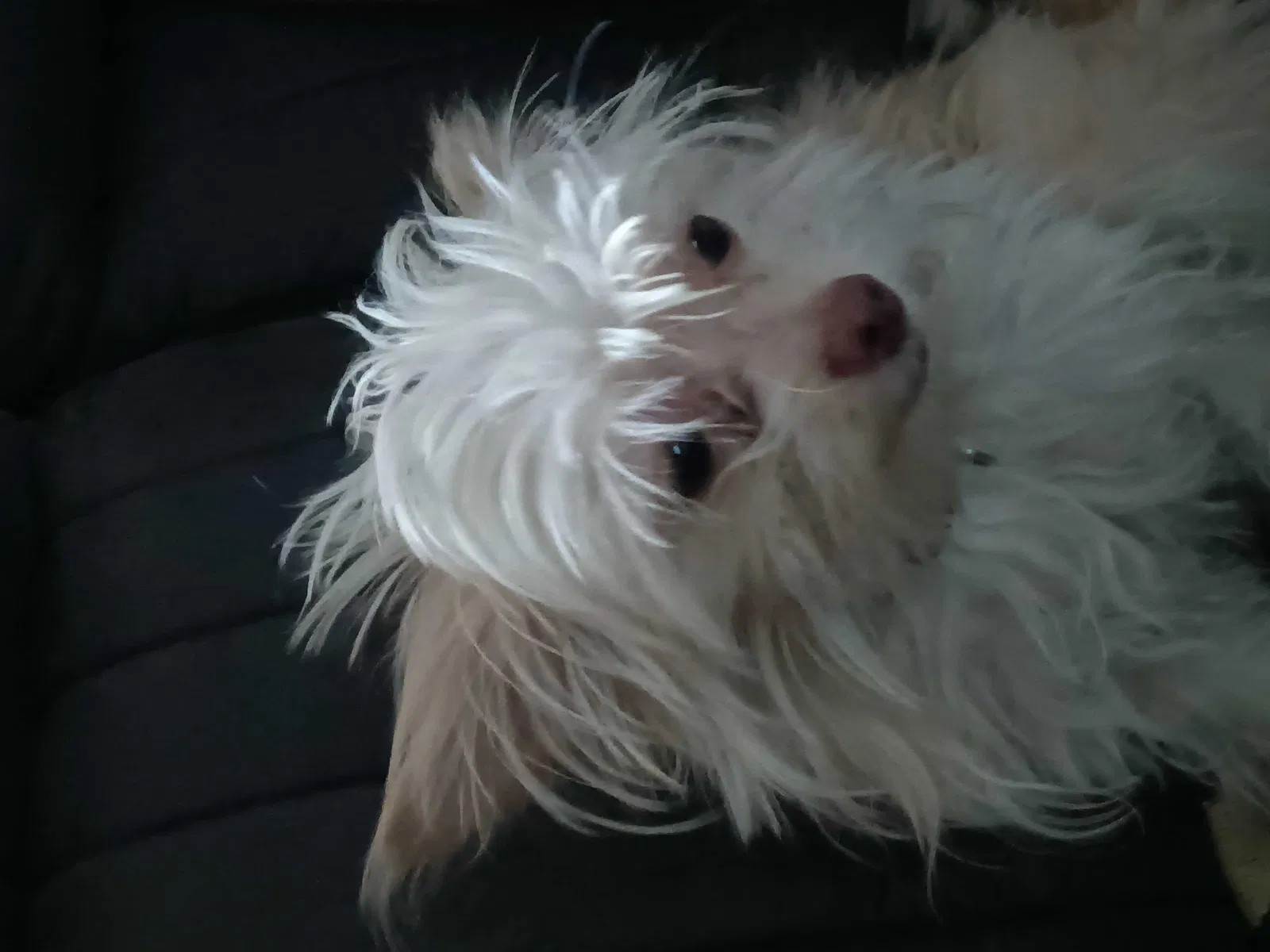 Lost dog in Sacramento, CA, 95821