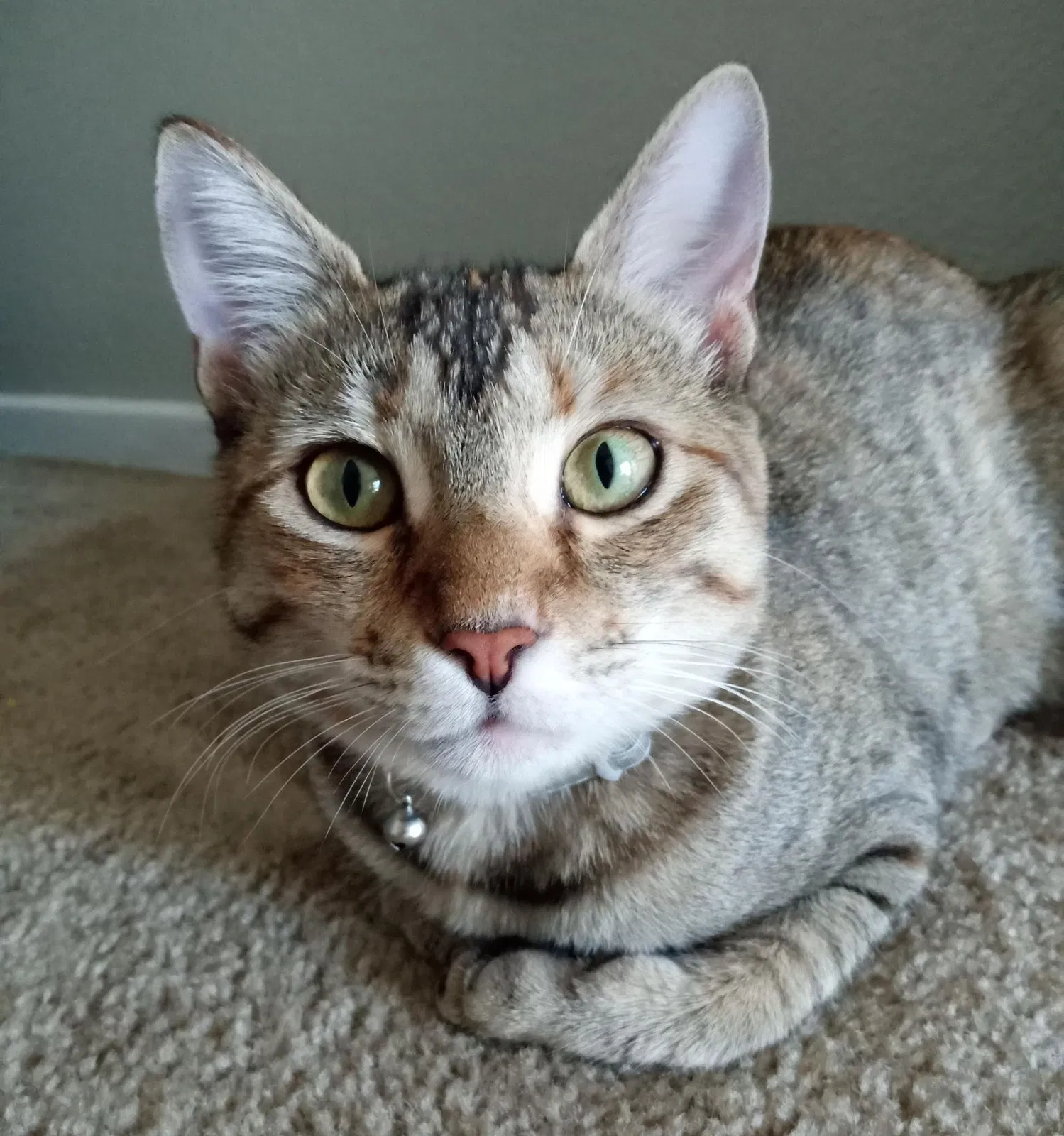 Lost cat in Long Beach, CA, 90808