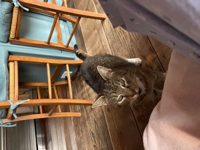 Lost cat in Purcellville, VA, 20132