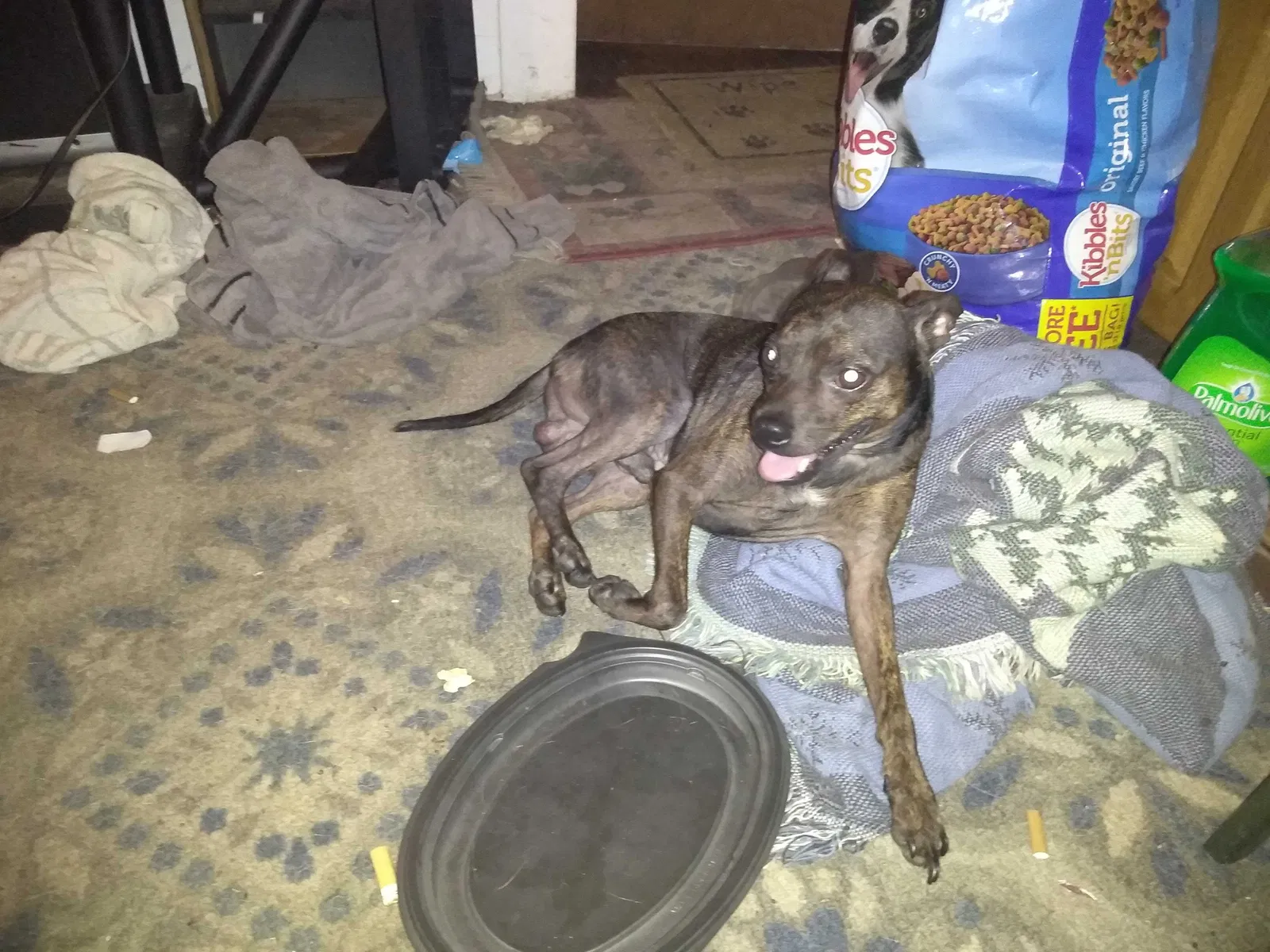 Lost dog in Indianapolis, IN, 46201