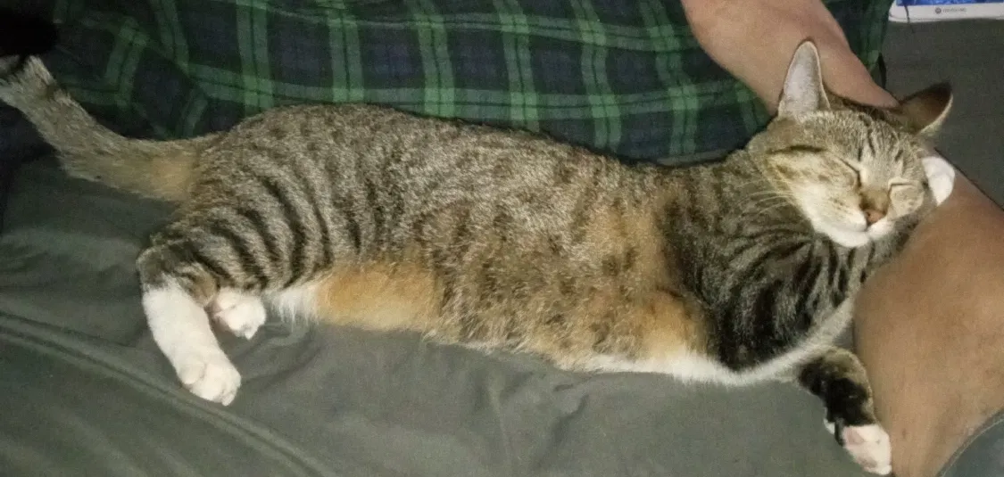 Lost cat in San Pedro, CA, 90732