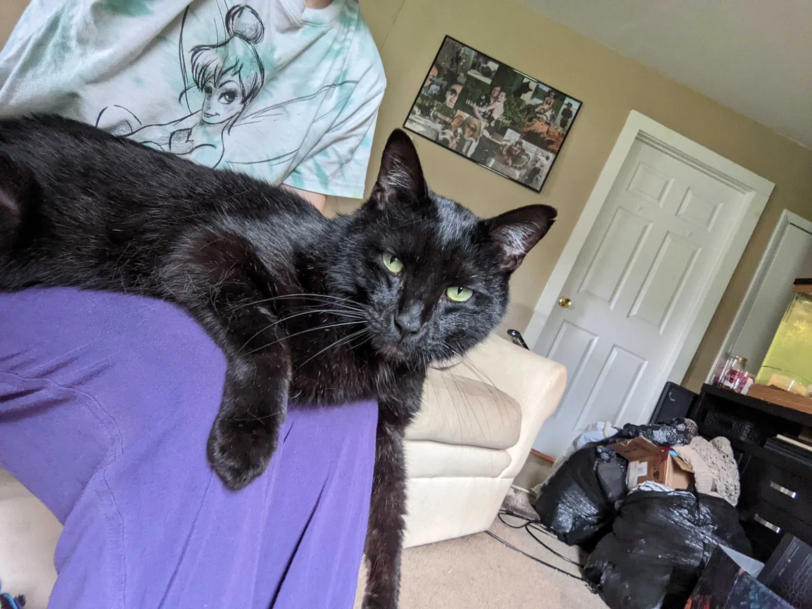 Lost cat in Fort Wayne, IN, 46806