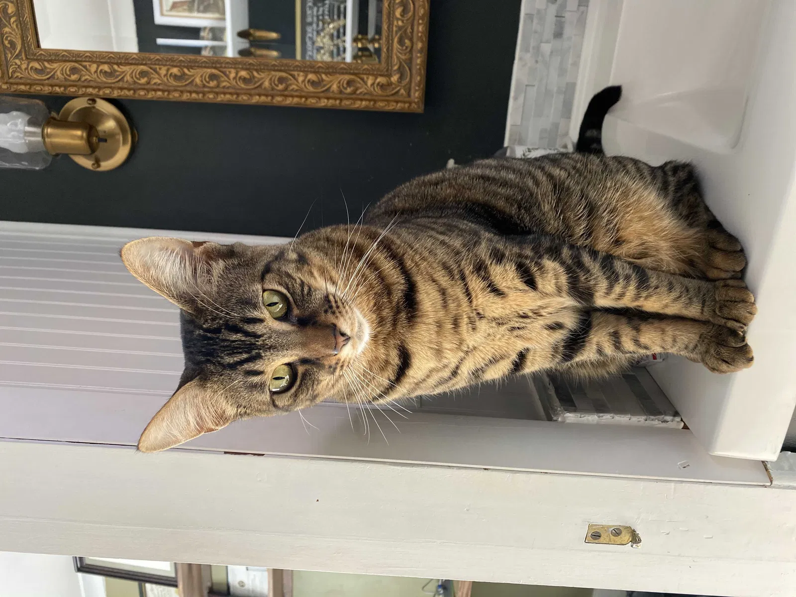 Lost cat in Rochester, NY, 14609