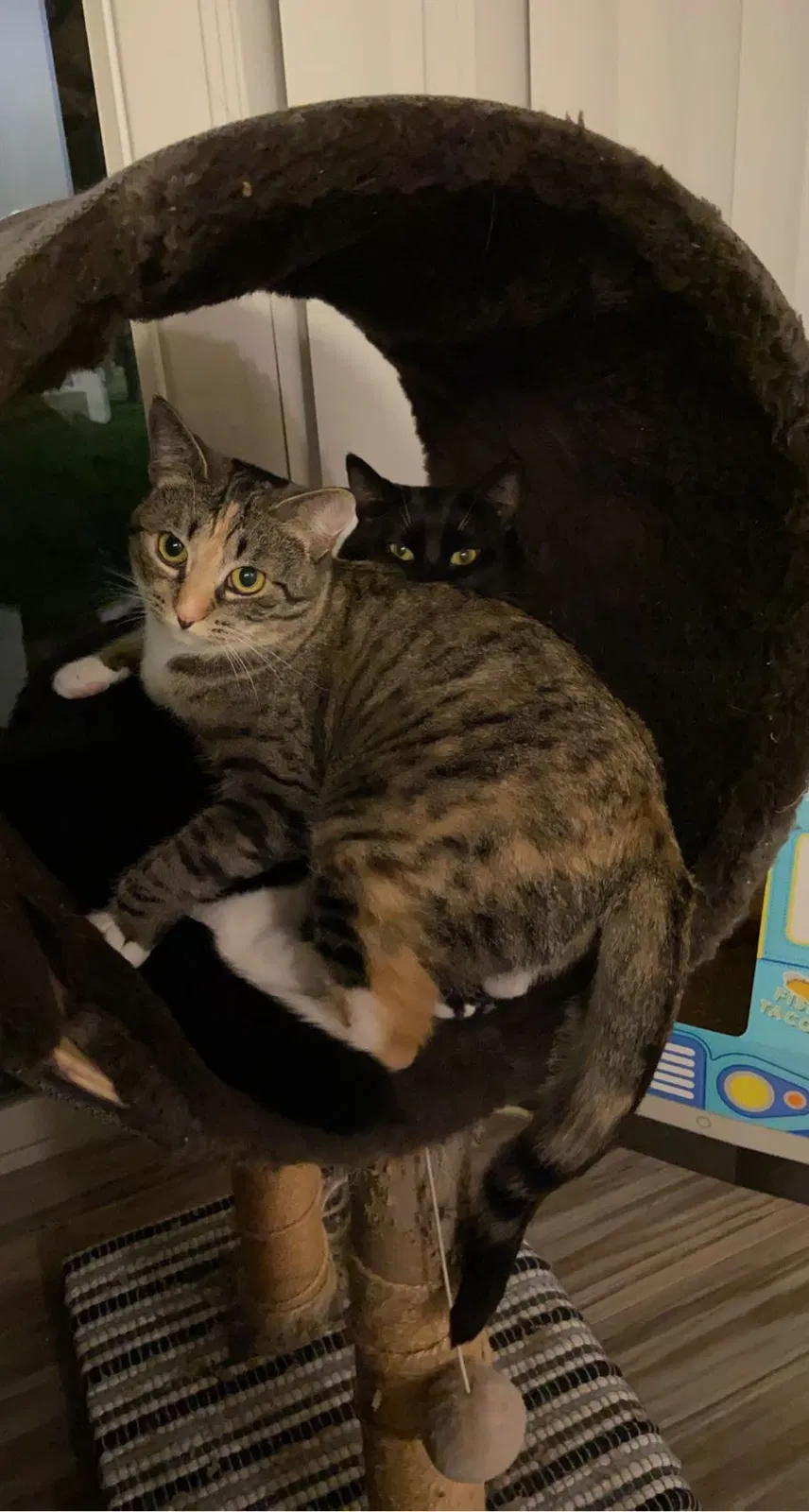 Lost cat in Spokane, WA, 99223