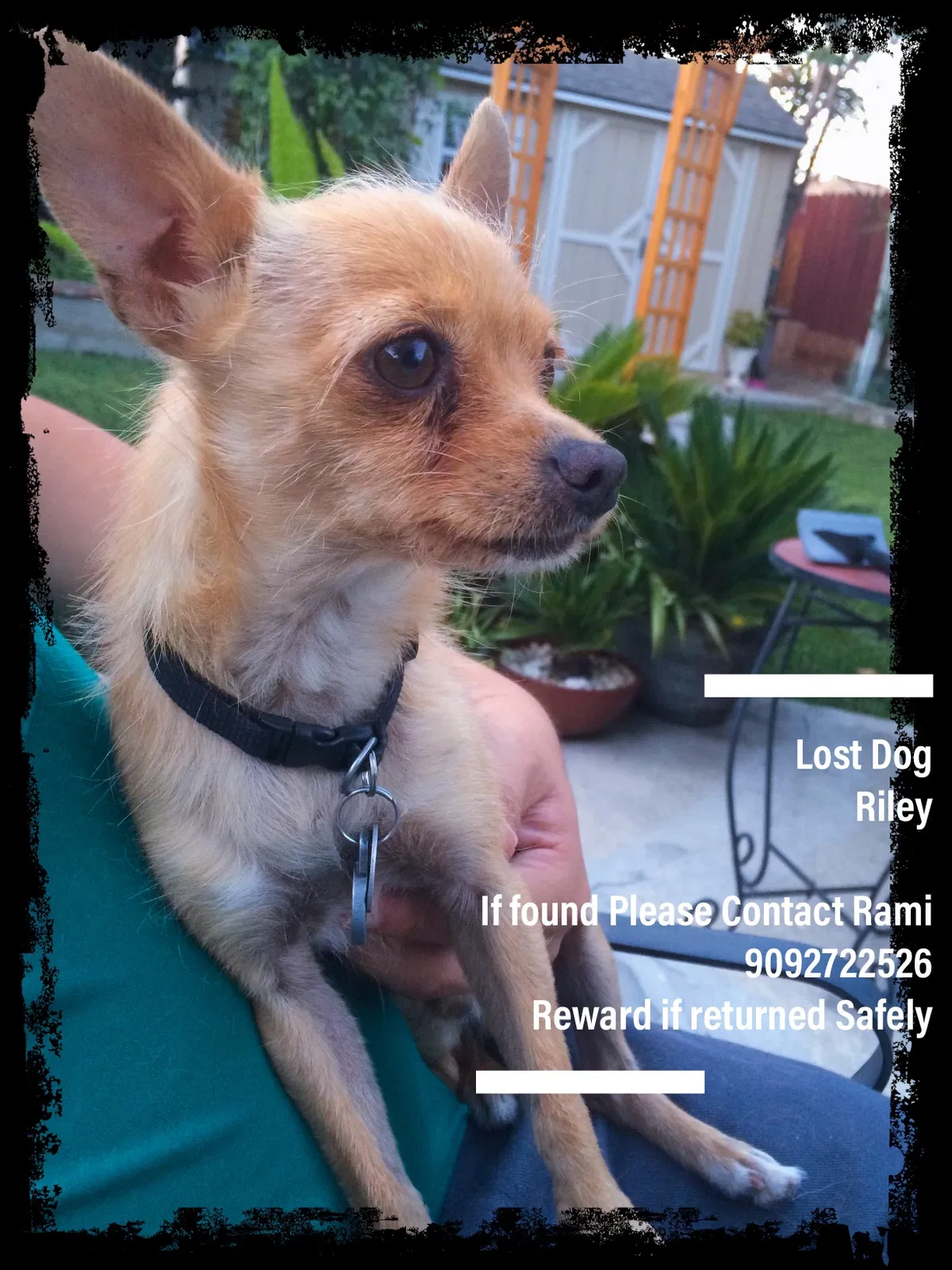Lost dog in Pomona, CA, 91766