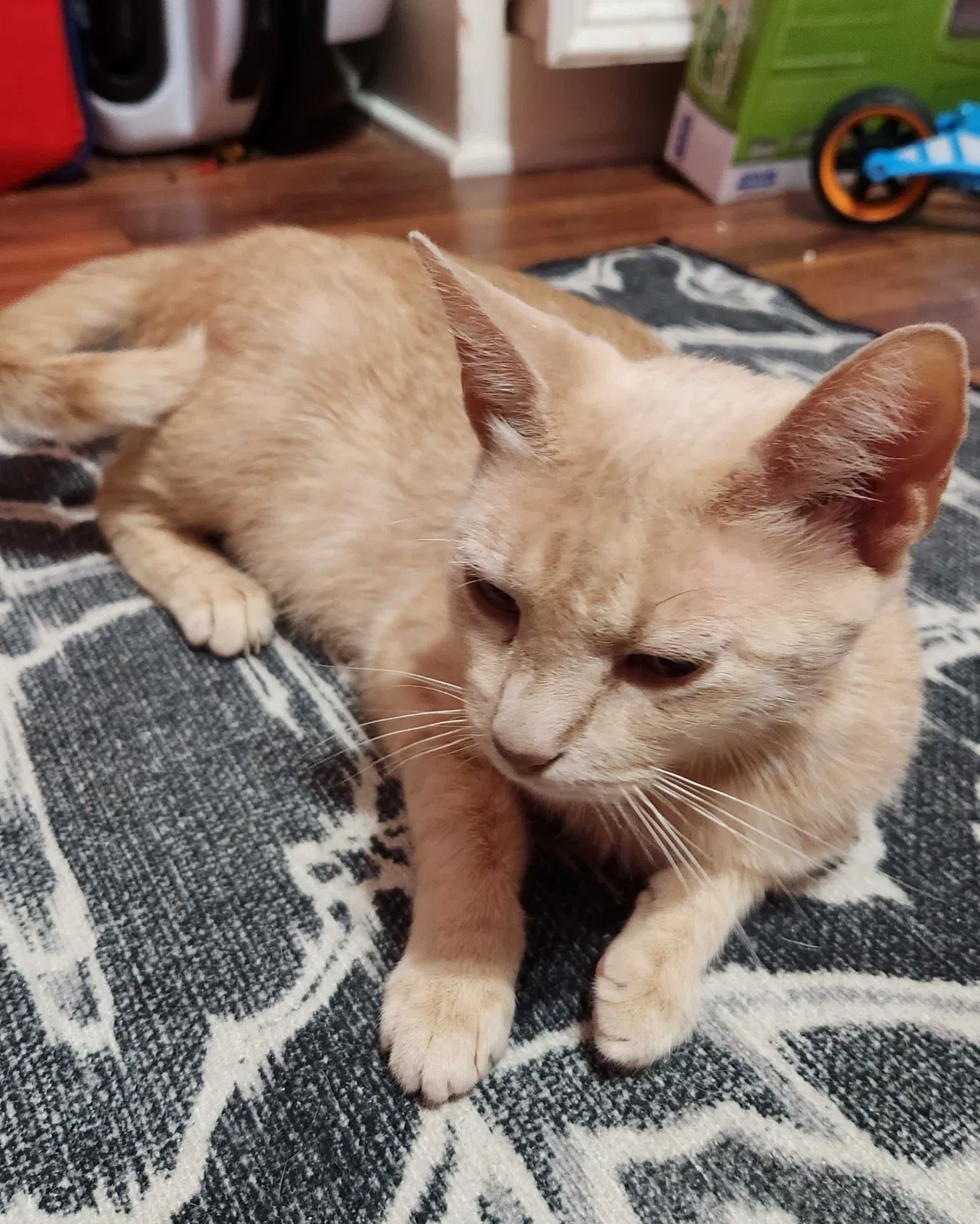 Lost cat in Katy, TX, 77450