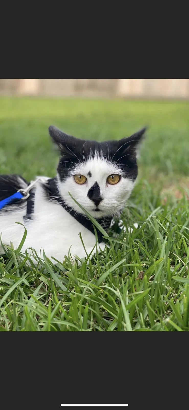 Lost cat in Denver, CO, 80231