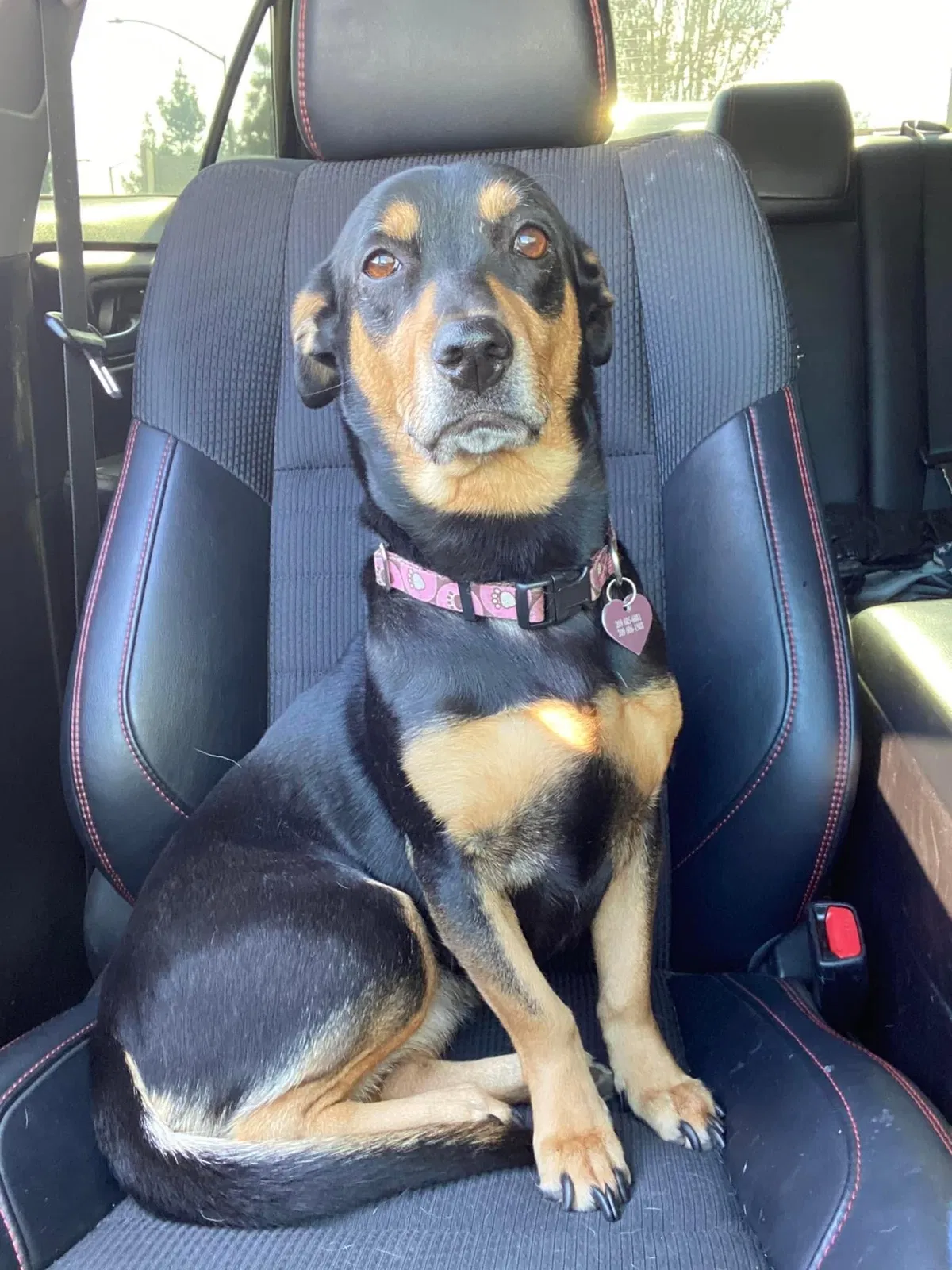 Lost dog in Crows Landing, CA, 95313