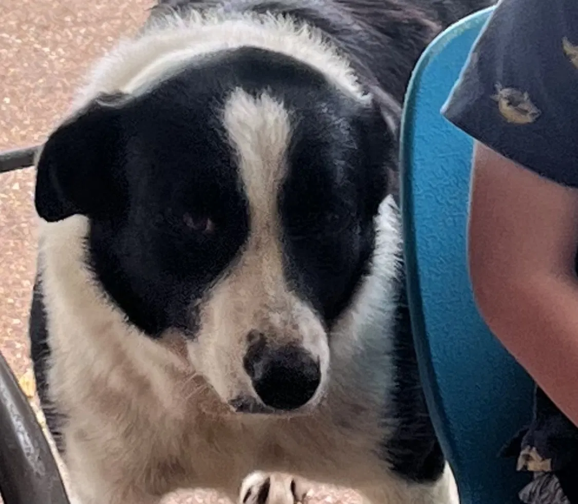 Lost dog in Grand Bay, AL, 36541