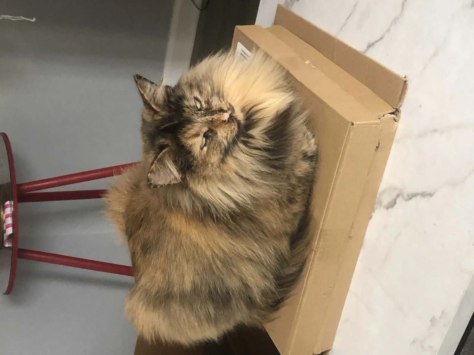 Lost cat in Camby, IN, 46113